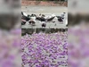[Video] Màu tím hoa bằng lăng khiến nhiều người không thể rời mắt