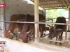 Hướng phát triển chăn nuôi gia súc ở vùng núi tỉnh Thanh Hóa