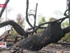 Lại phát hiện một vụ phá rừng quy mô lớn tại tỉnh Gia Lai