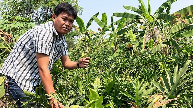 Cây rau mướp gai có vị trái ngọt hay cay?