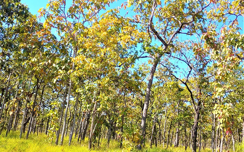View - Mê hoặc rừng khộp mùa thay lá