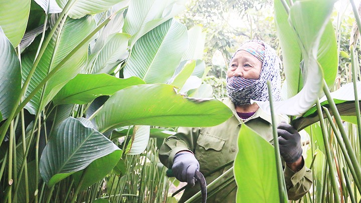 Làng “hái lá đếm tiền” đợi Tết