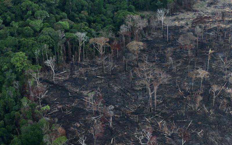 Diện tích rừng Amazon bị phá trong tháng 2 cao kỷ lục