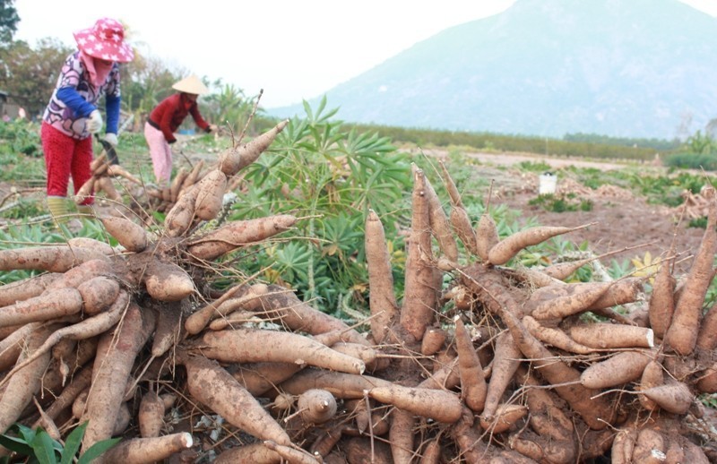 Giá bột sắn dây tăng giảm như thế nào trong thời gian gần đây?
