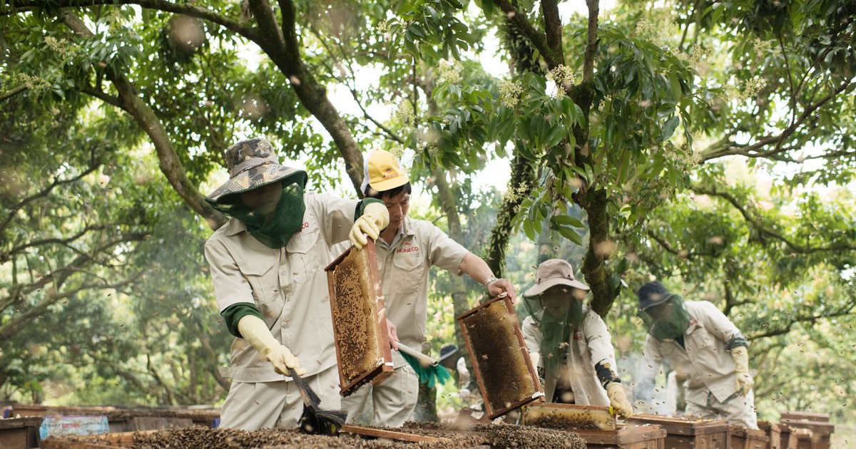 Mật ong Việt có thương hiệu nổi tiếng nào ở miền núi Việt Nam?