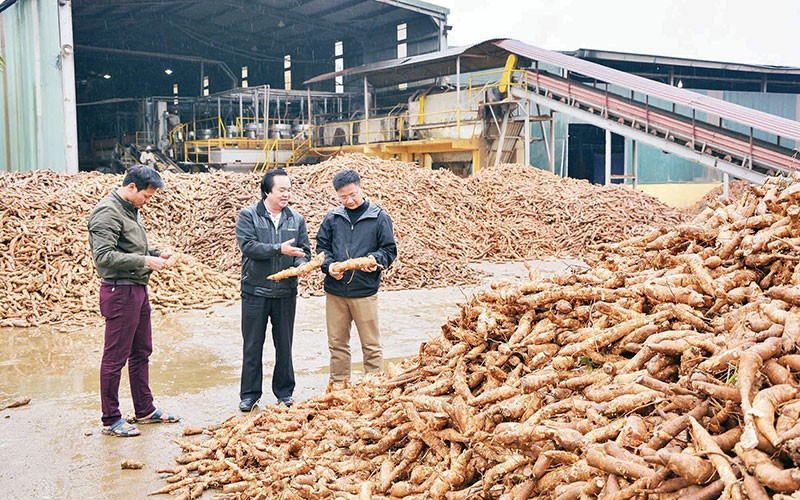 Xây dựng vùng nguyên liệu sắn bền vững