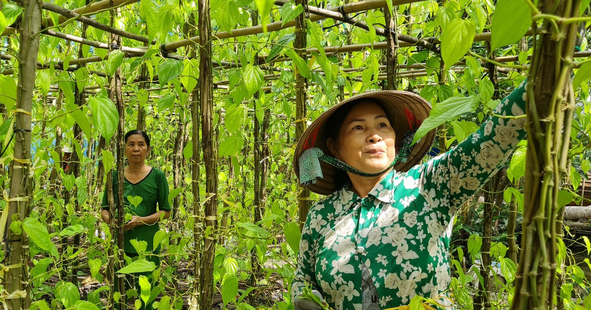 Làng Trầu Vị Thủy  Vương Quốc Trầu Lá ở Hậu Giang