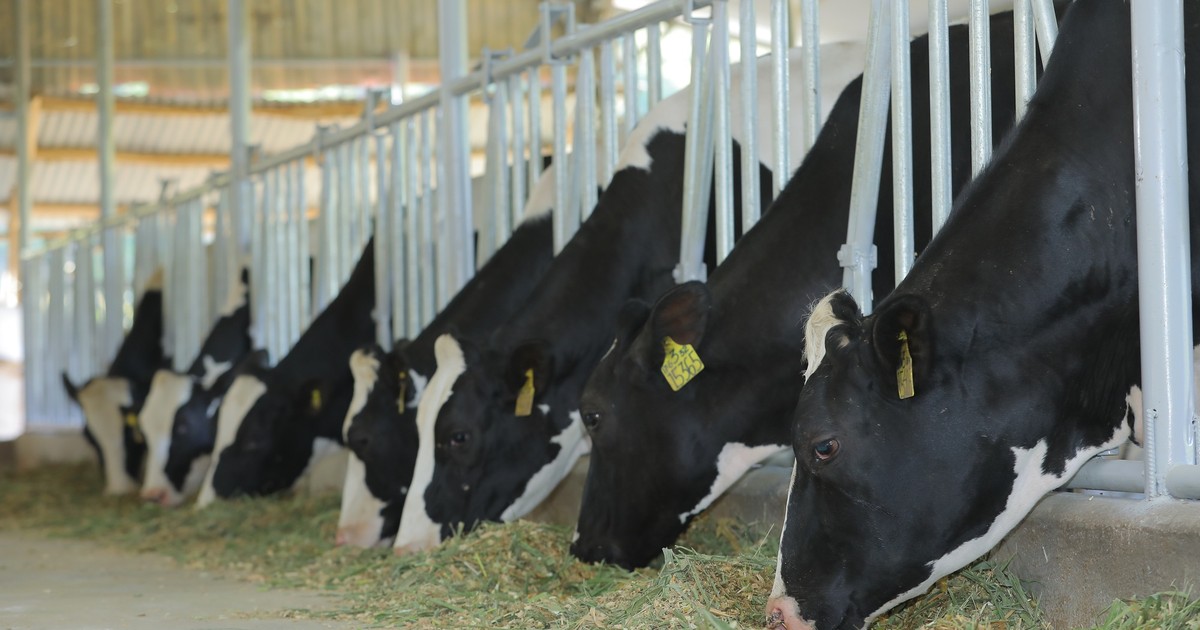 Chăn nuôi bò sữa theo chuỗi khép kín hiện đại hướng phát triển kinh tế mới  ở vùng nông thôn Lập Thạch