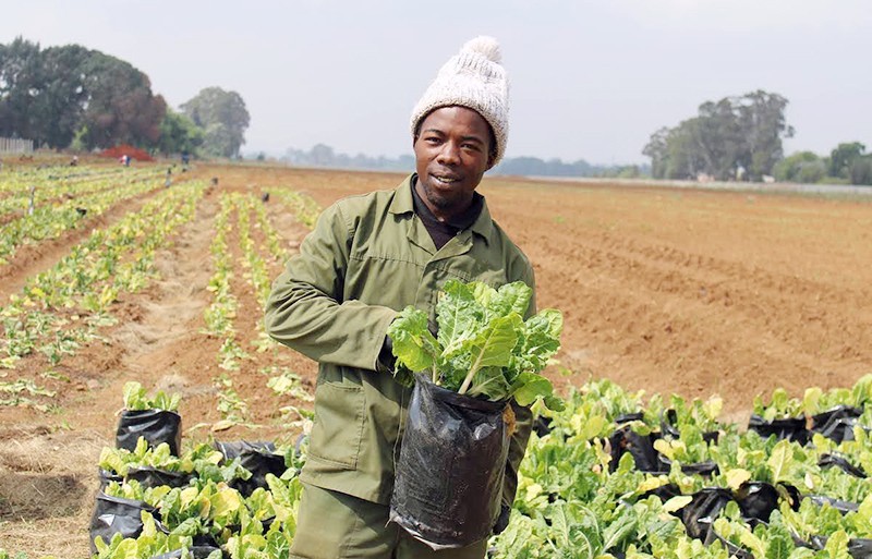 Cơ hội thúc đẩy sản xuất nông nghiệp ở châu Phi