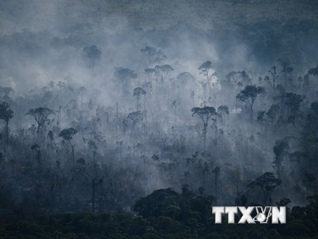 Những vụ cháy rừng gây ra như thế nào sự suy giảm diện tích rừng?
