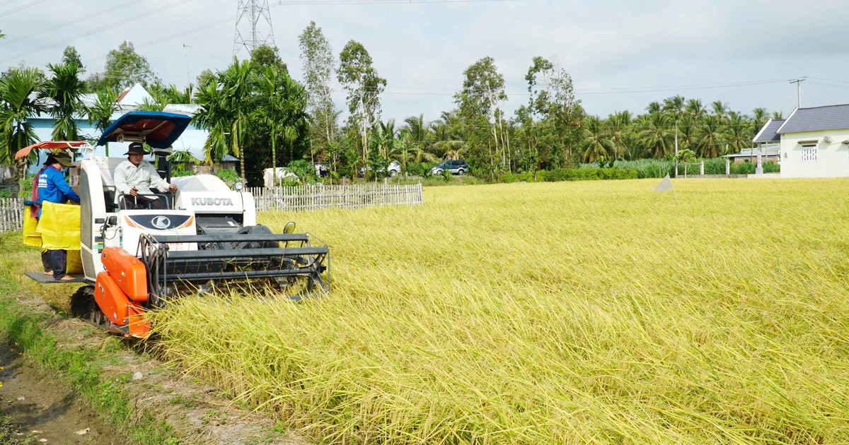 “Sứ mệnh” cây lúa Việt Nam trong thời kỳ mới