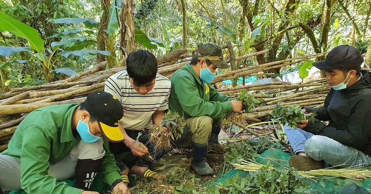 Cao nhân sâm Hàn Quốc có tác dụng bổ sung năng lượng và tăng cường sức khỏe không?
