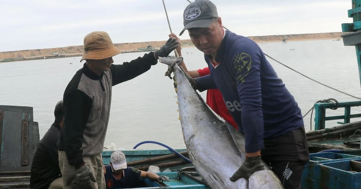 Ngư dân Phú Yên trúng đậm cá ngừ đại dương trong chuyến biển xuyên Tết ảnh 3