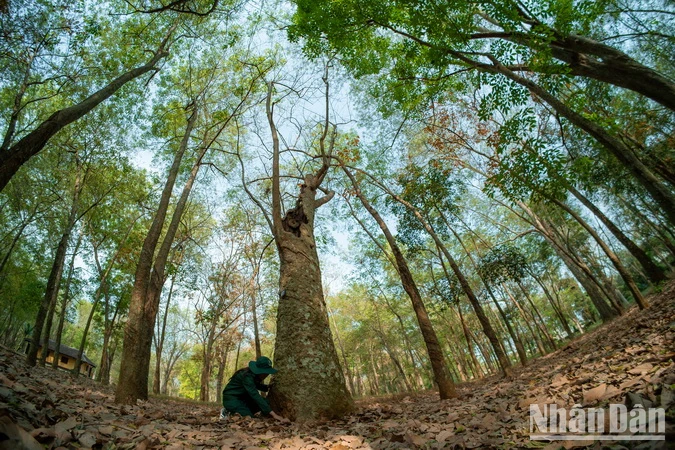  Chiêm ngưỡng vẻ đẹp rừng cao-su 100 tuổi ở Đồng Nai ảnh 8