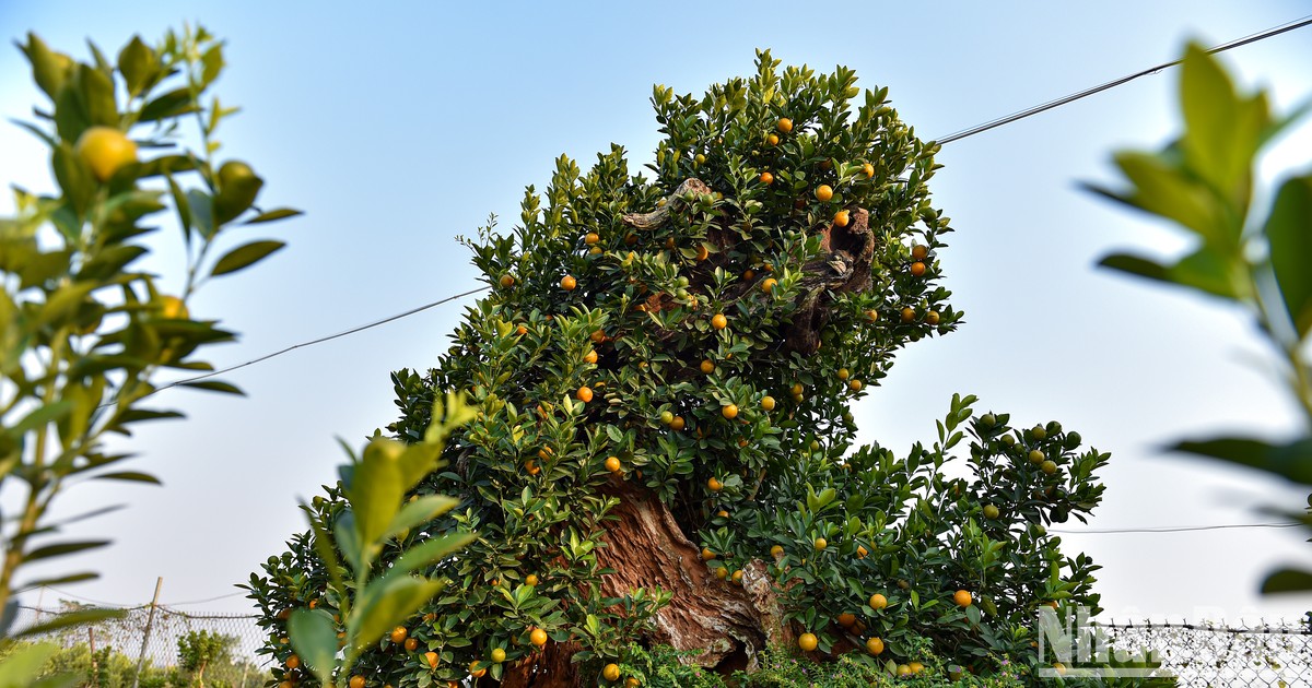 Nếu tôi tìm kiếm ảnh đẹp độc lạ trên Google, tôi sẽ tìm thấy những gì liên quan đến cây quất bonsai?