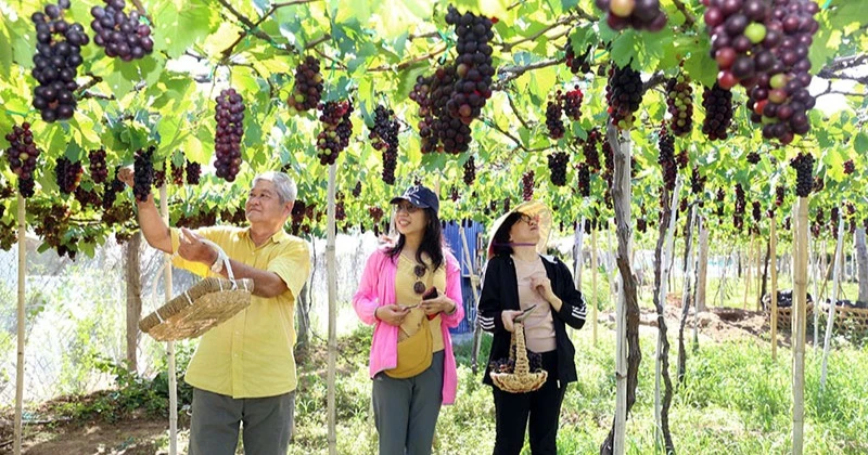 View - Ninh Thuận thúc đẩy phát triển sản phẩm OCOP