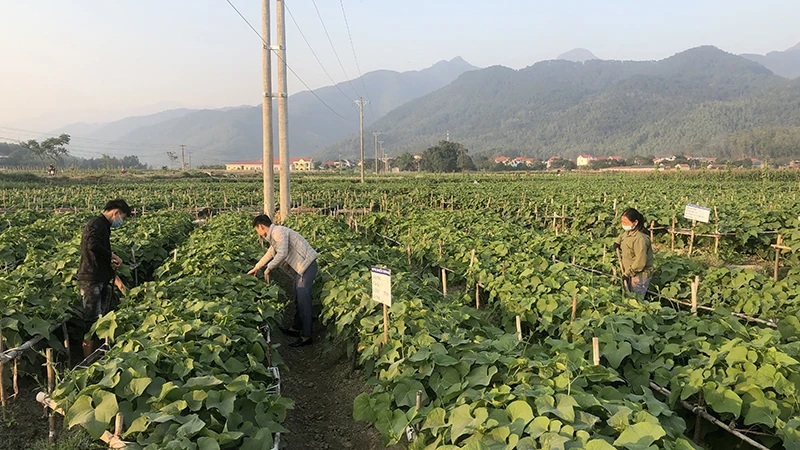 Sản xuất rau su su tại tỉnh Vĩnh Phúc. 