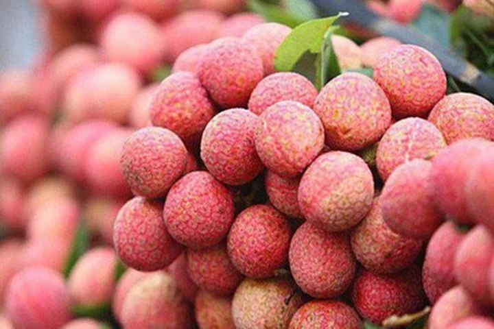 Vải thiều Lục Ngạn-Quả vải | Báo Nhân Dân điện tử