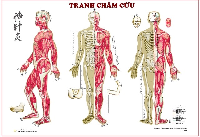 Các huyệt vị trên tranh châm cứu khổ lớn được ký hiệu như thế nào?
