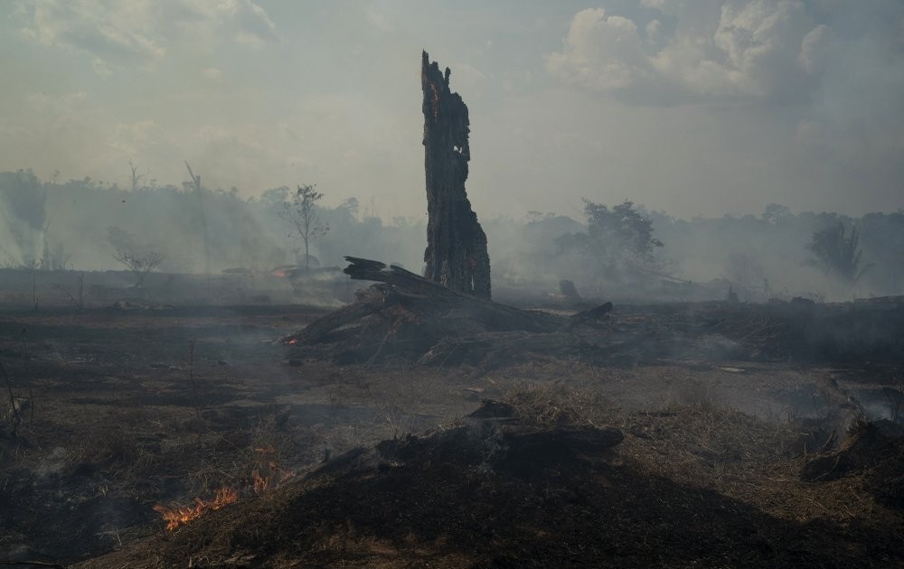 Cách thức các biện pháp bảo vệ rừng amazon hiệu quả và đầy tác động