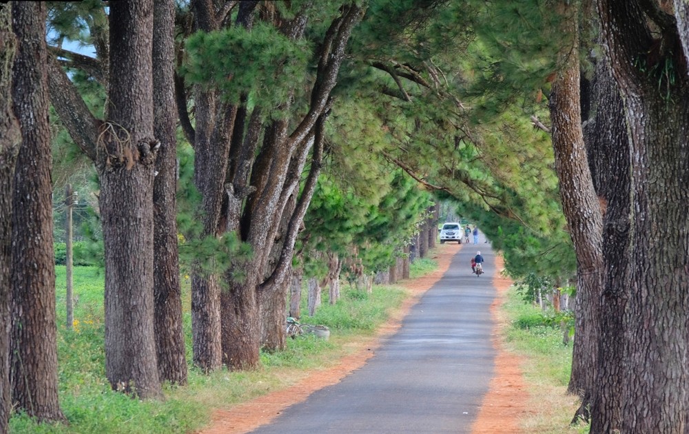 Walking on the most romantic street in Gia Lai