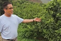 Ông Lê Minh Tuân kiểm tra khu vực trồng cây ăn quả tại trang trại.