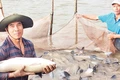 Mô hình nuôi cá trong ao bán nổi ở xã Bình Định, huyện Kiến Xương là cách làm sáng tạo trong phát triển nông nghiệp bền vững, có giá trị gia tăng cao.
