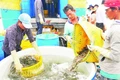 Thu hoạch tôm nuôi tại Sóc Trăng.
