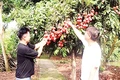 Nông dân xã Phan Sào Nam trồng vải trứng cho thu nhập cao. 