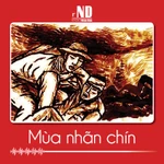 Truyện ngắn: Mùa nhãn chín