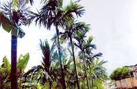 Trương Hán Siêu và "Bạch Đằng Giang phú" bất tử