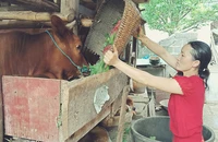 Người dân xã Sà Phìn, huyện Đồng Văn (Hà Giang) được hỗ trợ vay vốn để phát triển chăn nuôi bò.