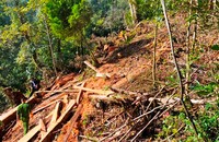 Hiện trường một vụ chặt hạ gỗ rừng trái phép ở Lào Cai.