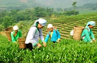 Nông dân xã Bản Xen, huyện Mường Khương, Lào Cai, thu hái chè Tuyết San. (Ảnh: Quốc Hồng)