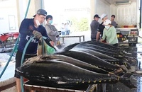Cá ngừ được bốc dỡ, sơ chế tại cảng cá Đông Tác, thành phố Tuy Hòa, Phú Yên để đưa đi xuất khẩu. (Ảnh: TRÌNH KẾ)