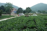Vùng chè đặc sản Tân Cương (thành phố Thái Nguyên) thu hút nhiều du khách tham quan.
