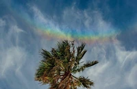 Cầu vồng ngược mọc phía trên cây cọ ở Ragusa, Sicily, Italy vào ngày 24/2. Ảnh: NASA/Marcella Giulia.