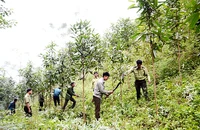Người dân xã Bảo Hà, huyện Bảo Yên (Lào Cai) chuyển đổi từ trồng sắn sang quế, vừa phủ xanh đồi núi, vừa đem lại hiệu quả kinh tế cao, bền vững. (Ảnh Quốc Hồng)