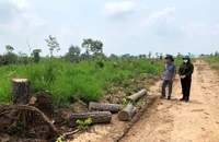 Nhiều diện tích rừng và đất lâm nghiệp được Ủy ban nhân dân tỉnh Đắk Lắk cho các doanh nghiệp thuê thực hiện dự án nông-lâm nghiệp trên địa bàn huyện Ea Súp bị phá và lấn chiếm trái phép.