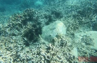 Nhím biển là loài động vật gây tác hại không nhỏ tới rạn san hô.