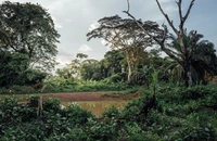 Một góc rừng nhiệt đới tại Cộng hòa Dân chủ Congo. (Nguồn: DeAgostini/Getty Images/TTXVN)