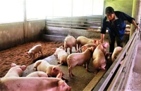 Mô hình chăn nuôi lợn hữu cơ tại tỉnh Quảng Bình đạt hiệu quả khá tốt, được nhân rộng.