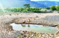 Một hồ chứa nước trên địa bàn tỉnh Ninh Thuận đã cạn kiệt.