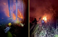 Lực lượng chữa cháy nỗ lực khống chế đám cháy phát sinh tại cánh rừng thông khu vực đèo Prenn-Đà Lạt.