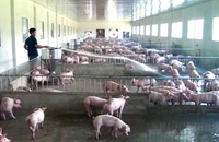 Hộ chăn nuôi ở xã Bách Thuận, huyện Vũ Thư, tỉnh Thái Bình đang cố duy trì đàn lợn trước cảnh rớt giá. (Ảnh MAI TÚ) 