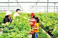 Trang trại trồng dâu tây kết hợp du lịch nông nghiệp ở thị xã Sa Pa (Lào Cai). 