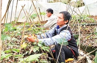 Người dân xã Tê Xăng, huyện Tu Mơ Rông chăm sóc vườn sâm Ngọc Linh. 