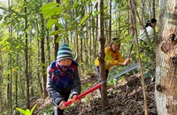 Người dân huyện Điện Biên Đông phát cây bụi phòng chống cháy rừng trong những ngày nắng nóng. 