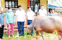 Trâu sinh sản của huyện Phú Lương, tỉnh Thái Nguyên sinh trưởng và phát triển nhanh. 