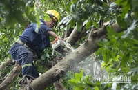 Công nhân Công ty trách nhiệm hữu hạn một thành viên Công viên cây xanh Thành phố Hồ Chí Minh hỗ trợ Hà Nội xử lý cây xanh bị đổ do bão số 3.